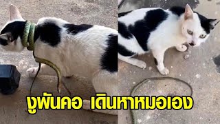 เหมียวสตรอง! เผยวินาทีเฉียดตาย น้องแมวโดนงูรัดคอ ไม่ง้อมนุษย์ เดินหาหมอเองเลย