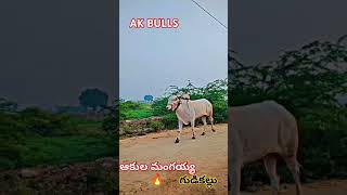 AK BULLS ఆకుల మంగయ్య గుడికల్లు