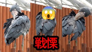 【戦慄】ハシビロコウふたばちゃんの背中の掻き方!【春のふたば2024-24】Futaba,the Shoebill   Spring 2024-25 掛川花鳥園