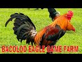 Let's visit SANDY SAAGUNDO - BACOLOD EAGLE game farm #breeding #chicken #farming