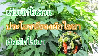 เก็บผักในสวน ประโยชน์ของผักไชยา ผัดผักไชยา(vegan) | Veggie Fusion