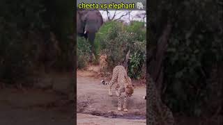 cheetah vs elephant 🐘\\#cheetah vs leopard #lion vs elephants viral shorts #shorts#cheetah#cheetah vs