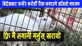 बिदेशबाट फर्केपछि करोडौं कमाउन सकिने माध्यम, लगानी फ्रि मै || Rabbit Palan || Yes Group, Report