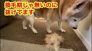 柴犬貴教！まだ換毛期じゃ無いのに、お毛毛抜けてる😀