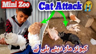 Cat Attack On Pigeon 😭 Billi Ne Kabootar Mar Diye 😞 Hq Pets Vlog