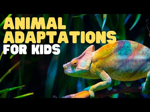 How do donkeys adapt to their environment?