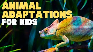 Animal Adaptations for Kids, Learn about physical, life cycle, and behavioral adaptations of animals