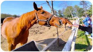 Ergela Ljubičevo - Požarevac, Srbija 4K 🏇