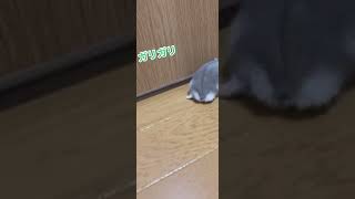 ハムスターの驚くこと間違いなしっ！超衝撃映像デスっ！！😍可愛すぎます⸜❤︎⸝‍