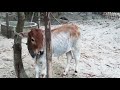 দুষ্টু গাভী গরুর দুধ দোহনের কৌশল। naughty cow milking technique.