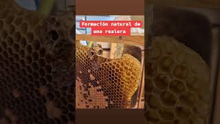 así se forma una celda real para el reemplazo de la reina #bee #beehappy