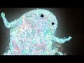 Mr. Bill - Phantasmagoria