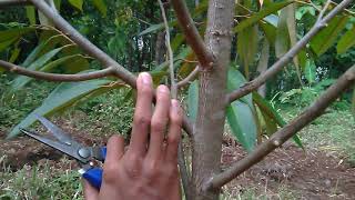 Pangkas ranting agar cabang pohon durian cepat besar//pruning durian trees