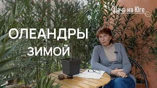 Дача на Юге - Олеандры зимой