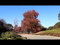 柏の葉公園の紅葉風景　★2024.12.3★