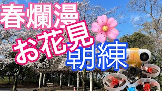 お花見🌸桜満開、朝練4日目　桜吹雪はまだかいな？