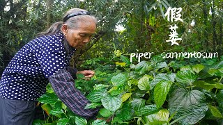 比紫蘇還香的“假蔞”，不僅美味香濃，還是健康驅寒的寶Medicinal and food ingredients, Guangxi grandmother used to make food｜玉林阿婆