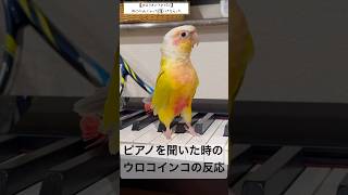 【ウロコインコのYOU】ピアノを聞いた時の反応は… #インコ #ウロコインコ #ピアノ #反応 #インコ動画 #インコ面白い #かわいい動物 #conure #piano