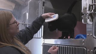 Pet owners urged to re-register after microchipping company abruptly shuts down