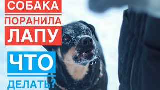 Собака ПОРАНИЛА ЛАПУ | ЧТО ДЕЛАТЬ?