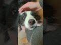 【賢すぎ】人の言葉が分かりすぎてしまう故、怒ってしまう犬 犬 ボーダーコリー かわいい犬 dog bordercollie ショート shorts