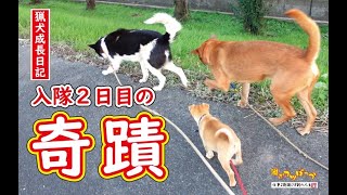 【猟犬・仔犬】マジかよ！入隊２日目の奇蹟！