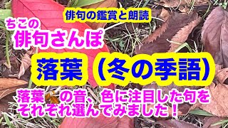 【俳句さんぽ・第152回】落葉（冬の季語）音、色に注目した句を選んでみました！