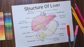 Structure Of Liver Drawing | Label Diagram Of Liver | Science Drawing