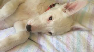 Foster Olive the Staghound x puppy loves a belly scratch with leg kick