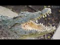 predator animals 4k meet the predators nature s top hunters scenic relaxation film