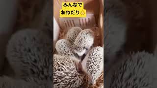 ハリネズミの赤ちゃん36日目👶🦔おねだりボイス📢