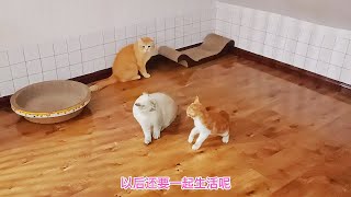 捡来的小橘猫向霸主地位冲击，跟彪悍母猫大战几回合，新王者出现