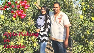 Apple Picking in Canada কানাডার আপেল বাগান