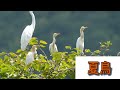 【野鳥観察】農耕地＆森の水辺へ！換羽中のアマサギたちと出会った8月ミッション探鳥！　vlog32