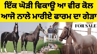ਇੱਕ ਘੋੜੀ ਵਿਕਾਊ ਆ ਵੀਰ ਕੋਲ ਆਜੋ ਨਾਲੇ ਮਾਰੀਏ ਫਾਰਮ ਦਾ ਗੇੜਾ AK TV PUNJAB