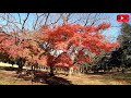 東京の秋 光が丘公園散策 光が丘公園 東京都練馬区 光が丘 4k