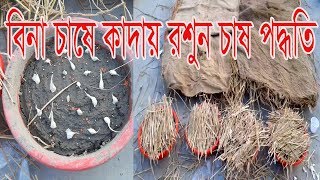 বিনা চাষে কাদায় রশুন চাষ কৌশল। New Method of Garlic Cultivation . ছাদ কৃষি