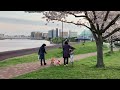 犬の散歩　♪　　陽が落ちた　夕焼け空　　汐入公園　　♬　桜　さくら　ソメイヨシノ　✿　荒川区　南千住　☆　東京スカイツリー　　2022年 4月1日　　18時過ぎ