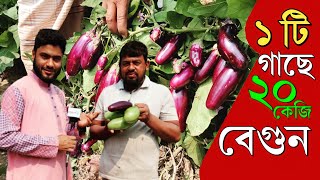 একটি গাছে ২০ কেজি বেগুন | বেগুন চাষের আধুনিক পদ্ধতি | মিশ্র সবজি চাষ | বেগুন চাষের সহজ পদ্ধতি