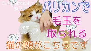 【ノルウェージャンフォレストキャット】毛玉をバリカンで取ってみた