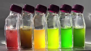 Magnificent microalgae