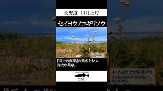 【北海道】セイヨウノコギリソウ #shorts