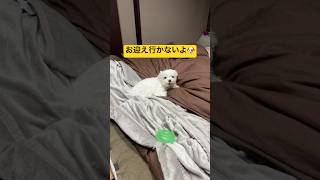 愛犬がお迎えに来なかった理由がこちら🐶#shorts #可愛い犬 #マルチーズ