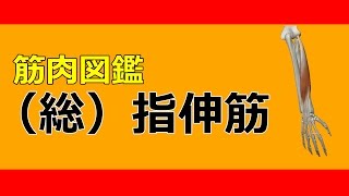 【筋肉動画図鑑】（総）指伸筋 - 筋肉研究所