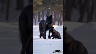 Majestic Snow Black Wolf and Playful Big Cubs in a Stunning Winter Wonderland