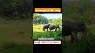 เอ็นดูความน่ารักเชื่อฟังของดัมมี่ เมื่อพ่อบอกให้ถอย #elephant #พังแสนรู้ #พังน้องยุ้ย #กันยา #ธาริน