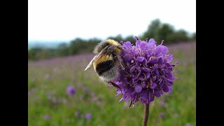 Averting the Insect Apocalypse: a talk by Professor Dave Goulson