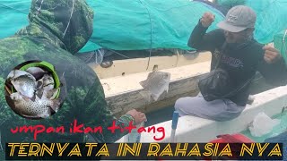 Umpan ikan titang Woow!!! ternyata ini rahasianya#mancing ikan titang