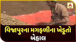 Mehsana: Increased Distress Of Groundnut Farmers In Vijapur Due To Continuous Rains | ABP Asmita