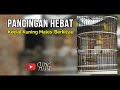 Pancingan Hebat Untuk Kecial Kuning Males  Berkicau